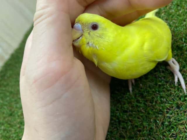 セキセイインコ
