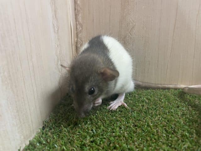 ファンシーラット