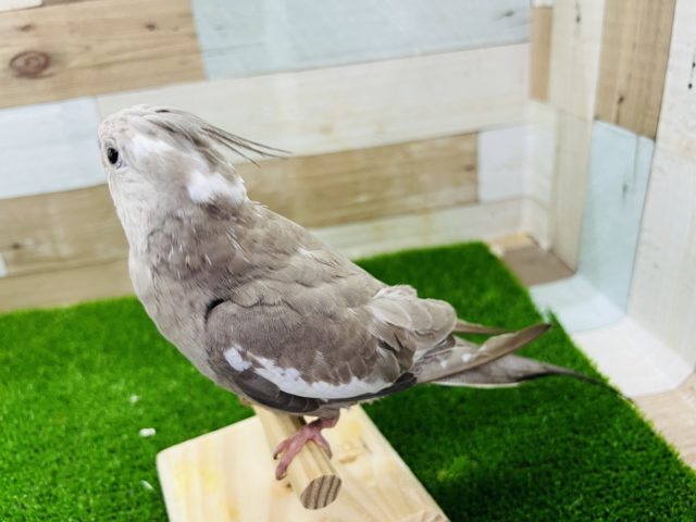 オカメインコ