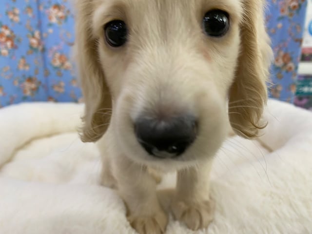 ミニチュアダックス