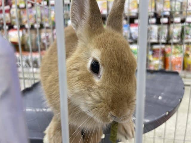 ネザーランドドワーフ