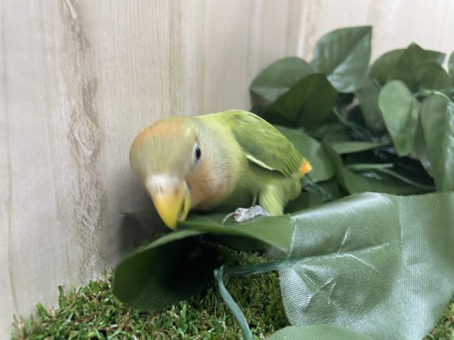 コザクラインコ（小桜インコ）