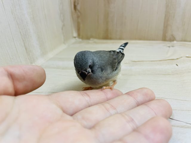 錦花鳥（キンカチョウ）