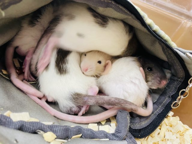 ファンシーラット