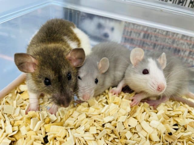 ファンシーラット