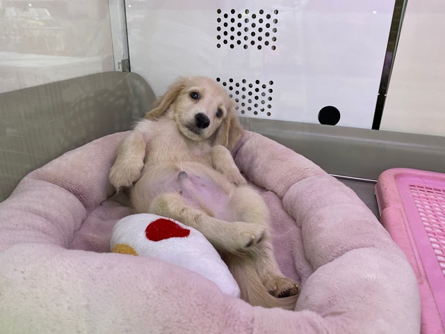 ミニチュアダックス