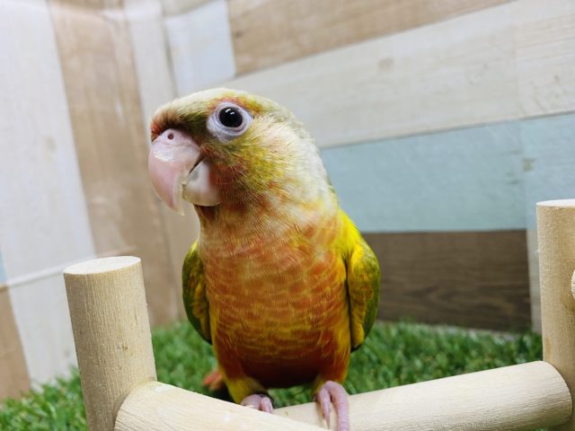 ホオミドリウロコインコ