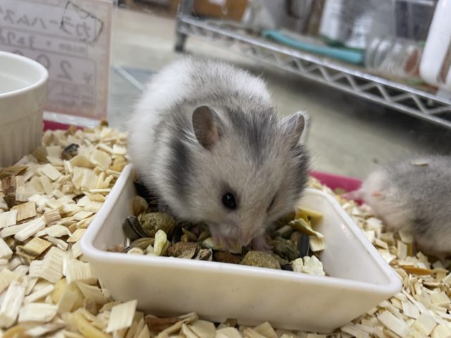 ゴールデンハムスター