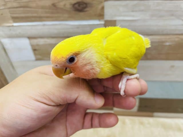 コザクラインコ（小桜インコ）
