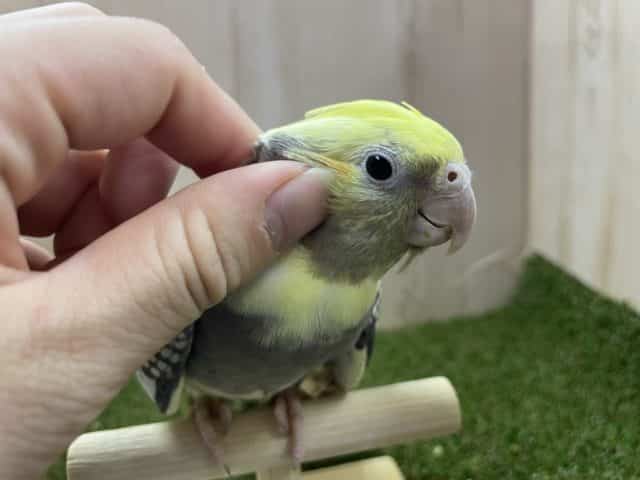 オカメインコ