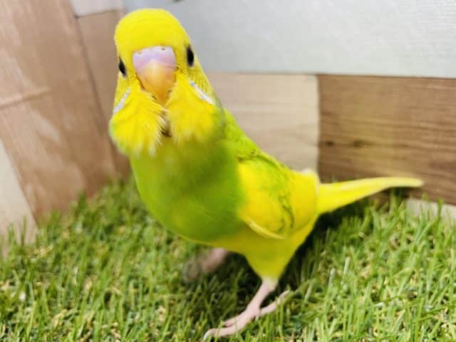 セキセイインコ