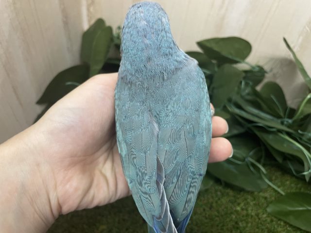 オキナインコ