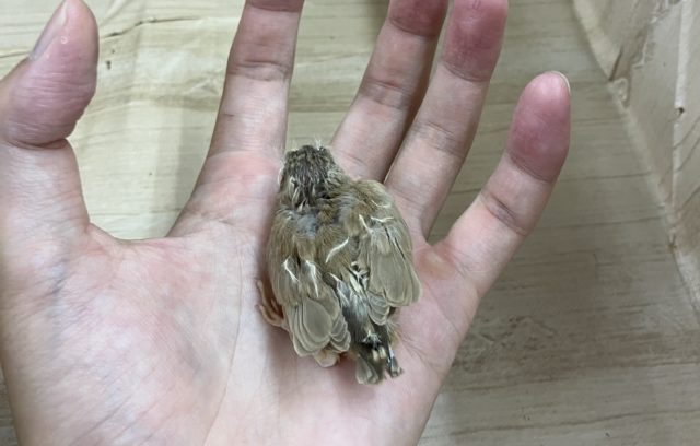 錦花鳥（キンカチョウ）