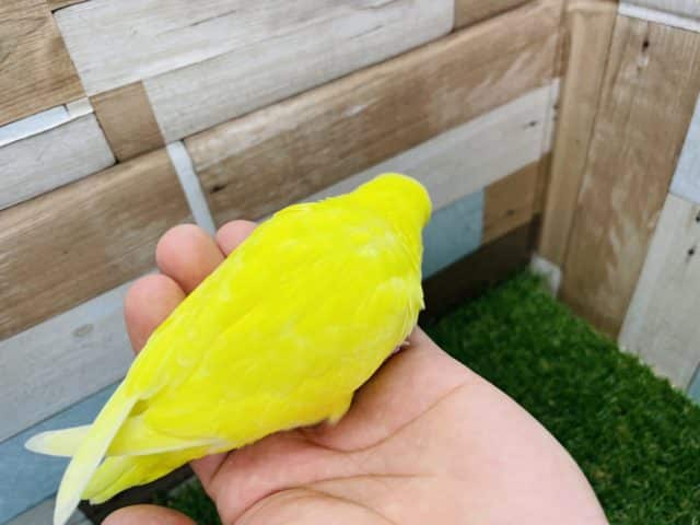 ジャンボセキセイインコ