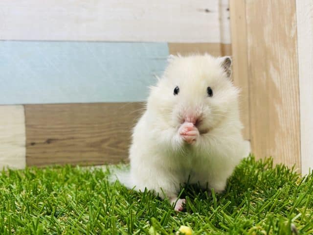 ゴールデンハムスター