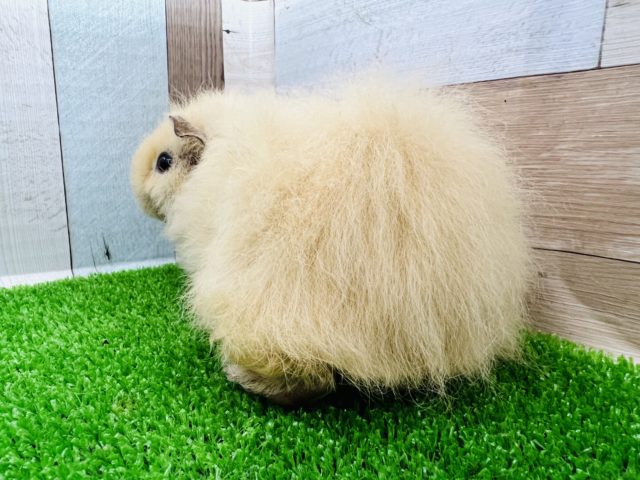 テディモルモット