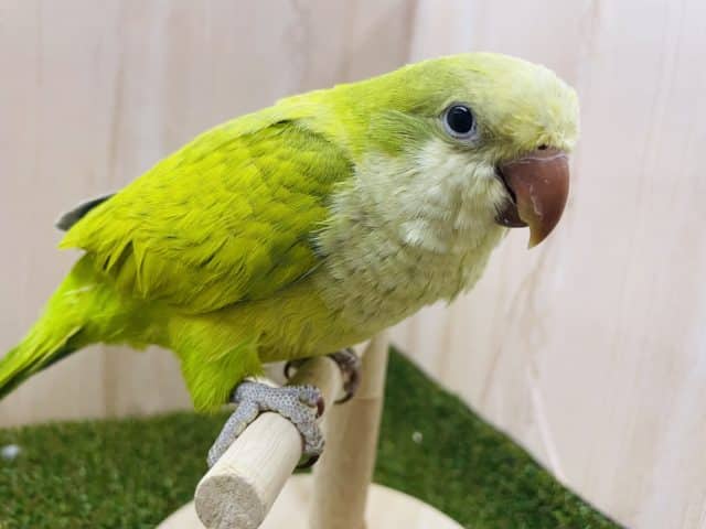 オキナインコ