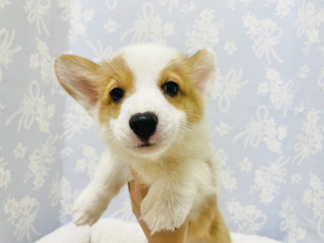 ウェルシュコーギー・ペンブローグ