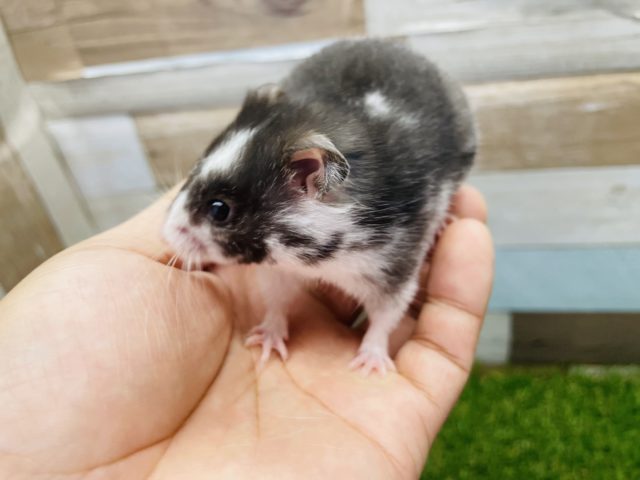 ゴールデンハムスター