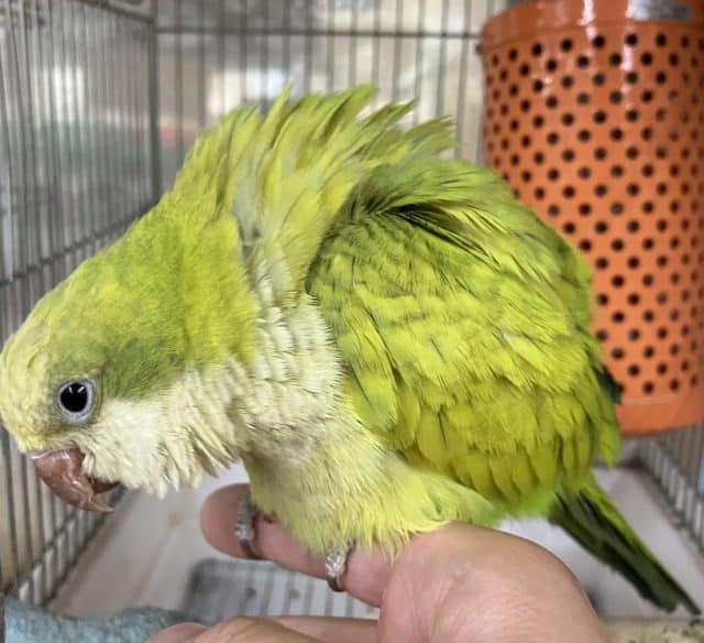 オキナインコ
