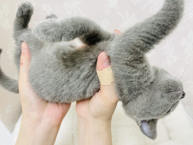 シャルトリュー