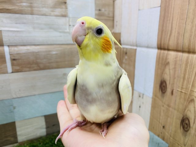 オカメインコ