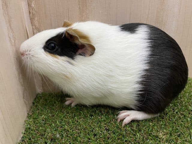 イングリッシュモルモット