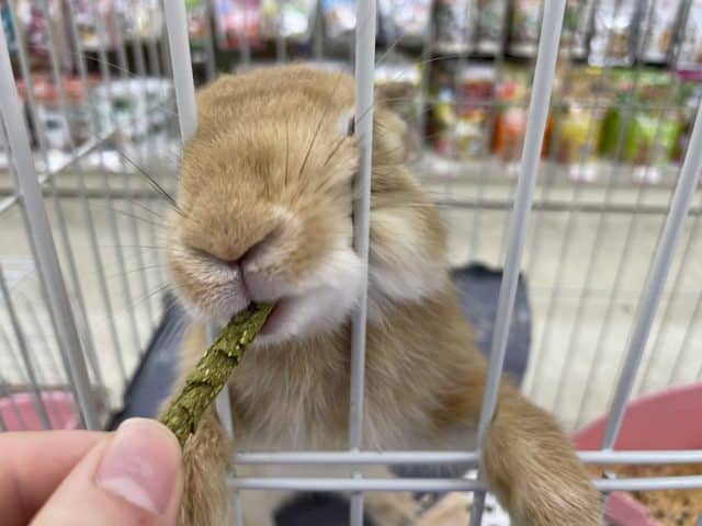 ネザーランドドワーフ