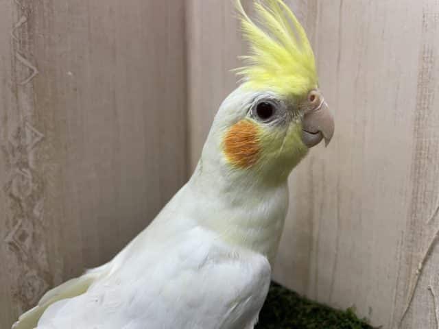 オカメインコ