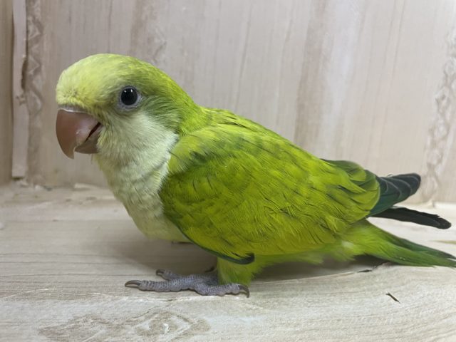 オキナインコ