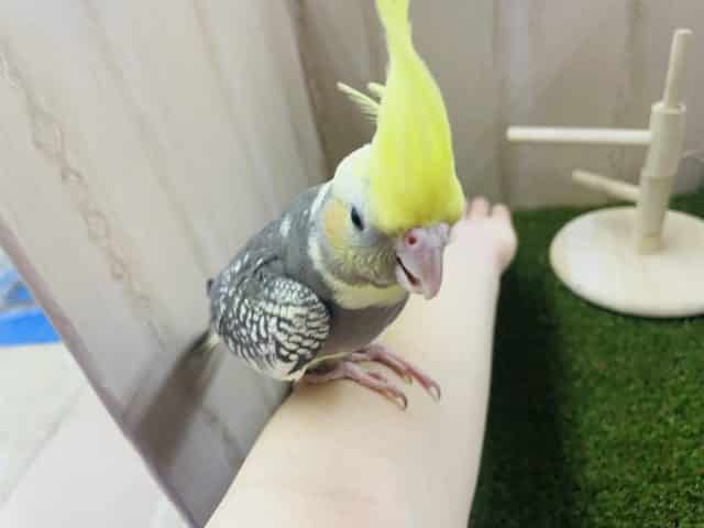 オカメインコ