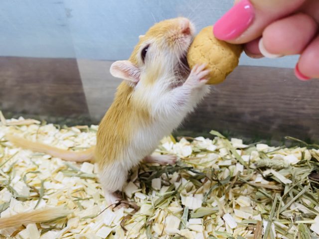 カラージャービル（スナネズミ）