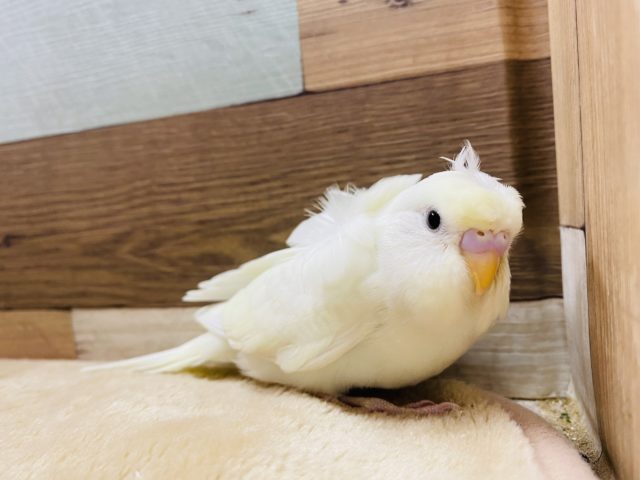 くるんっとオシャレさん♪淡く綺麗な羽衣セキセイインコ! 羽衣セキセイインコ