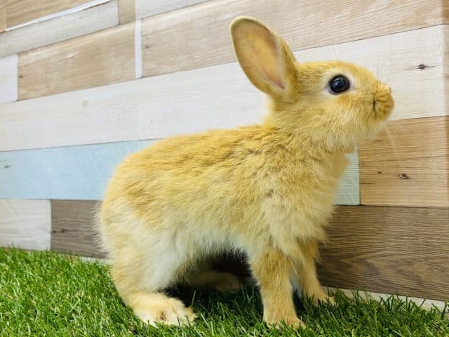 ミニウサギ