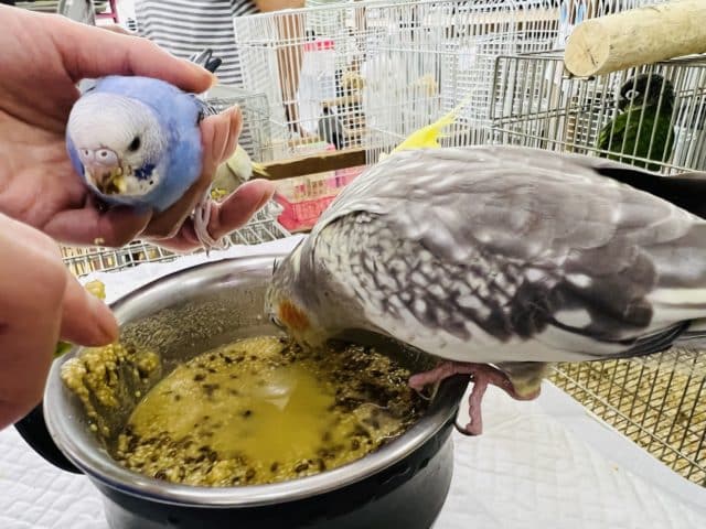 オカメインコ