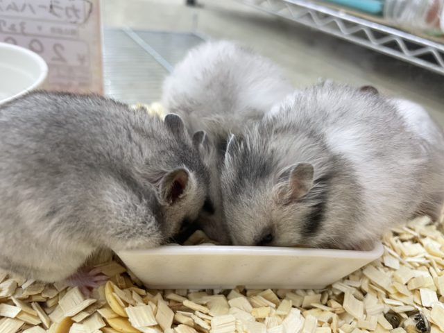 ゴールデンハムスター