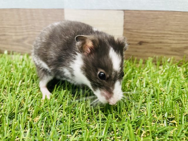 ゴールデンハムスター