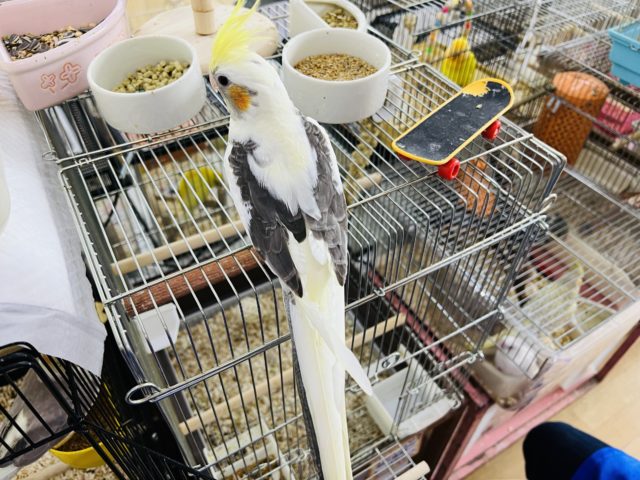 ガングロ〜♪手乗りのパイドのオカメインコ オカメインコ