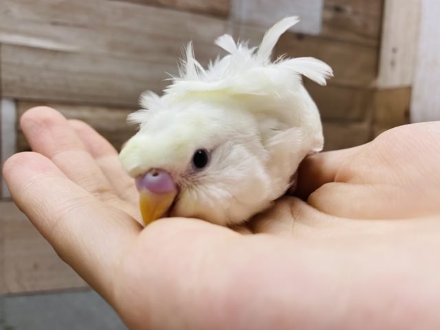 くるんっとオシャレさん♪淡く綺麗な羽衣セキセイインコ! 羽衣セキセイインコ