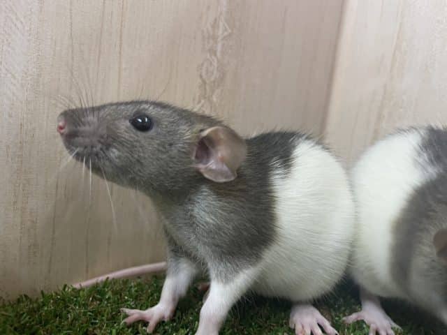 ファンシーラット