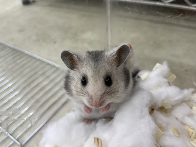 ゴールデンハムスター