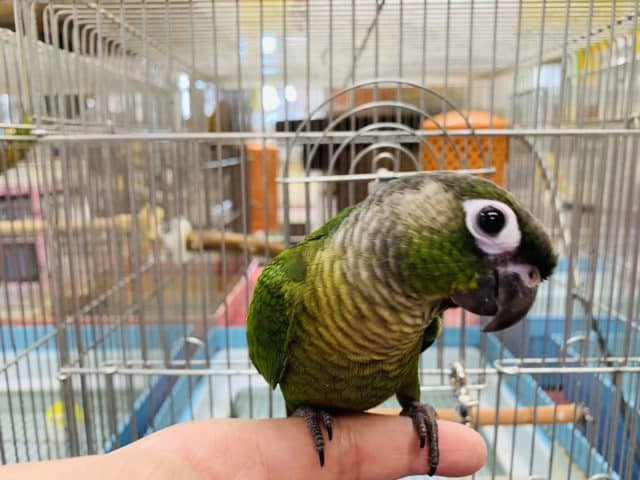 べたなれ♡ウロコインコがやってきた! ホオミドリウロコインコ