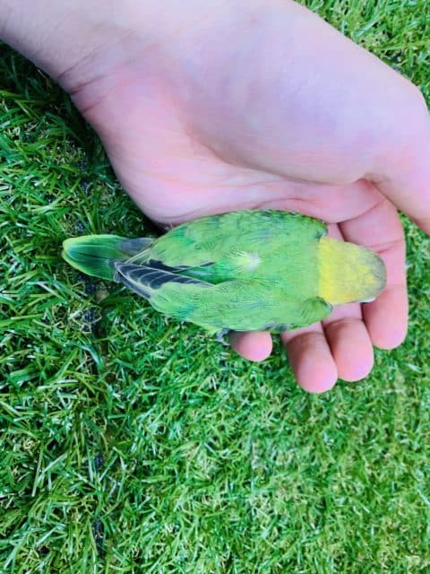 久しぶりの入荷!! キエリボタンインコちゃん入舎です!! R4 7/22撮影 ボタンインコ