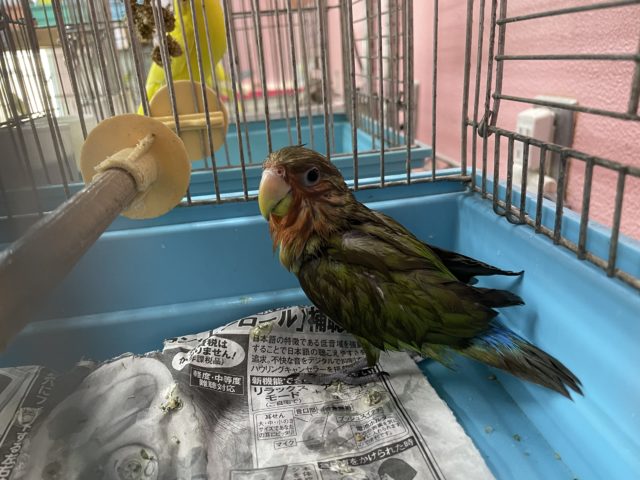 コザクラインコ（小桜インコ）