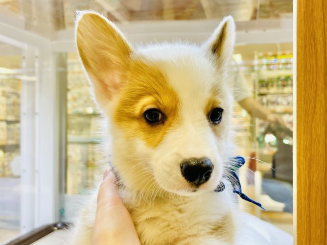 ウェルシュコーギー・ペンブローグ