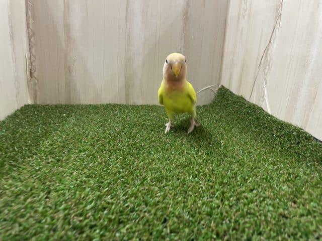 コザクラインコ（小桜インコ）
