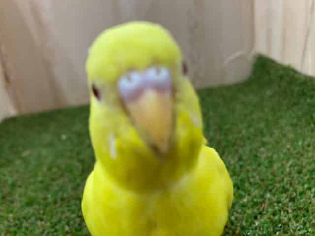 セキセイインコ
