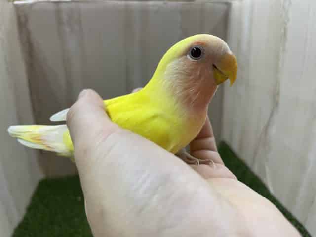コザクラインコ（小桜インコ）