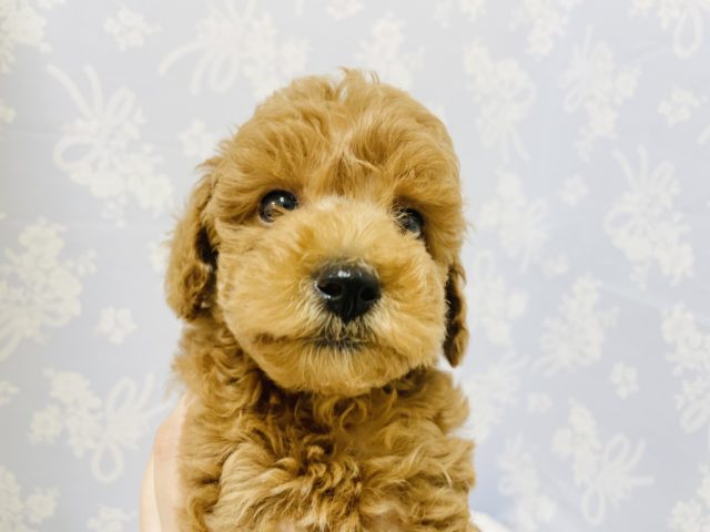 トイプードル