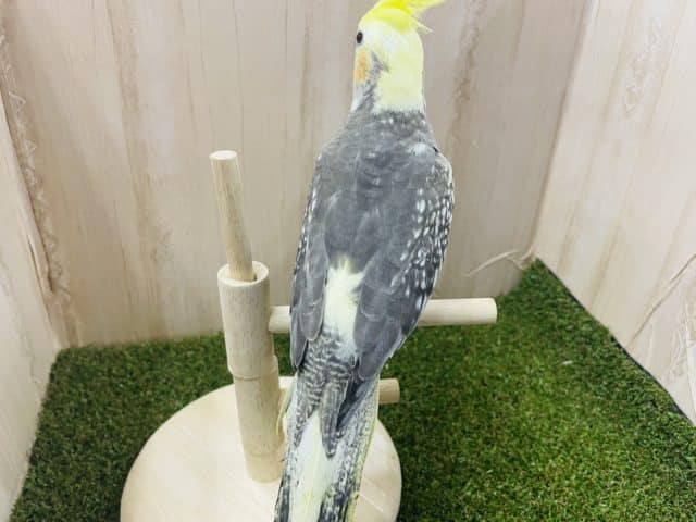 オカメインコ
